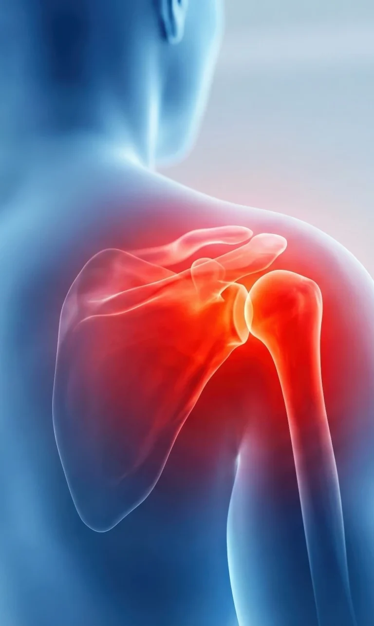 Illustrated anatomical model of the shoulder joint