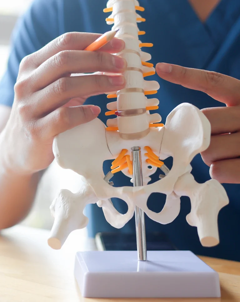 Hands holding a small model of the human spine